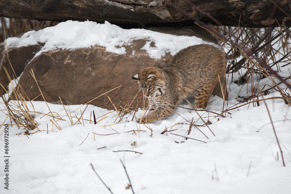 Bobcat (Lynx rufus) Digs in Snow With Front Paws Winter