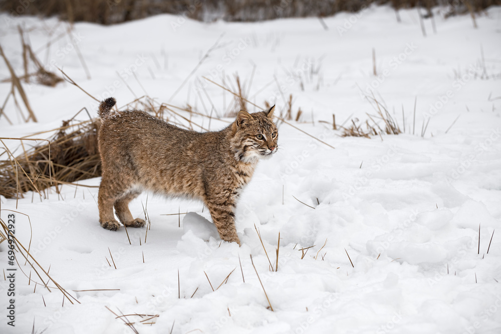 Bobcat (Lynx rufus) Stands in Snow Looking Right Winter
