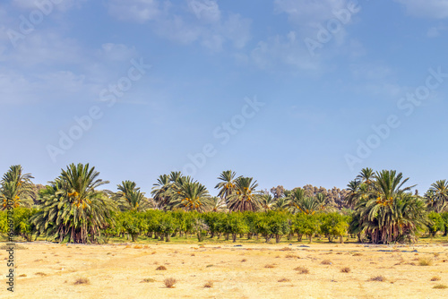 Desert Wonders: Majestic Palm Trees Under the Tunisian Blue Sky