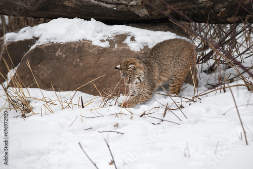 Obraz na płótnie Bobcat (Lynx rufus) Digs in Snow With Front Paws Winter w salonie
