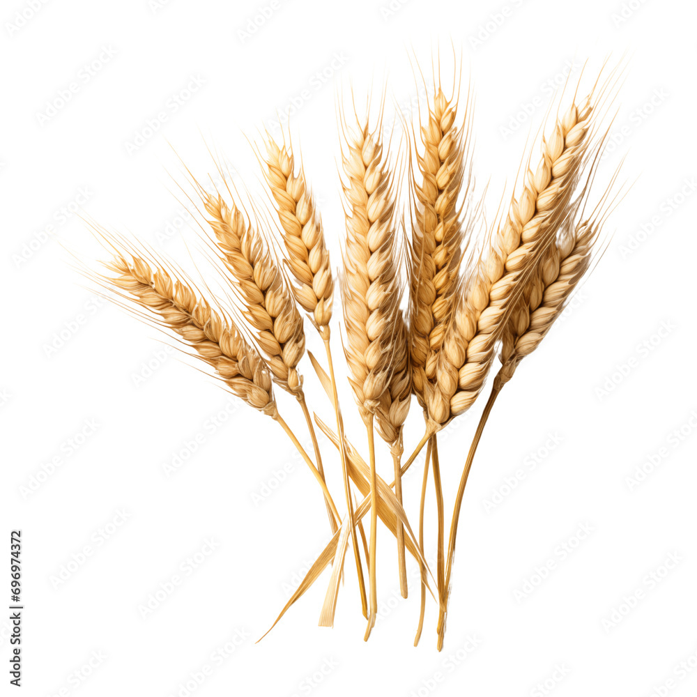 wheat wheat