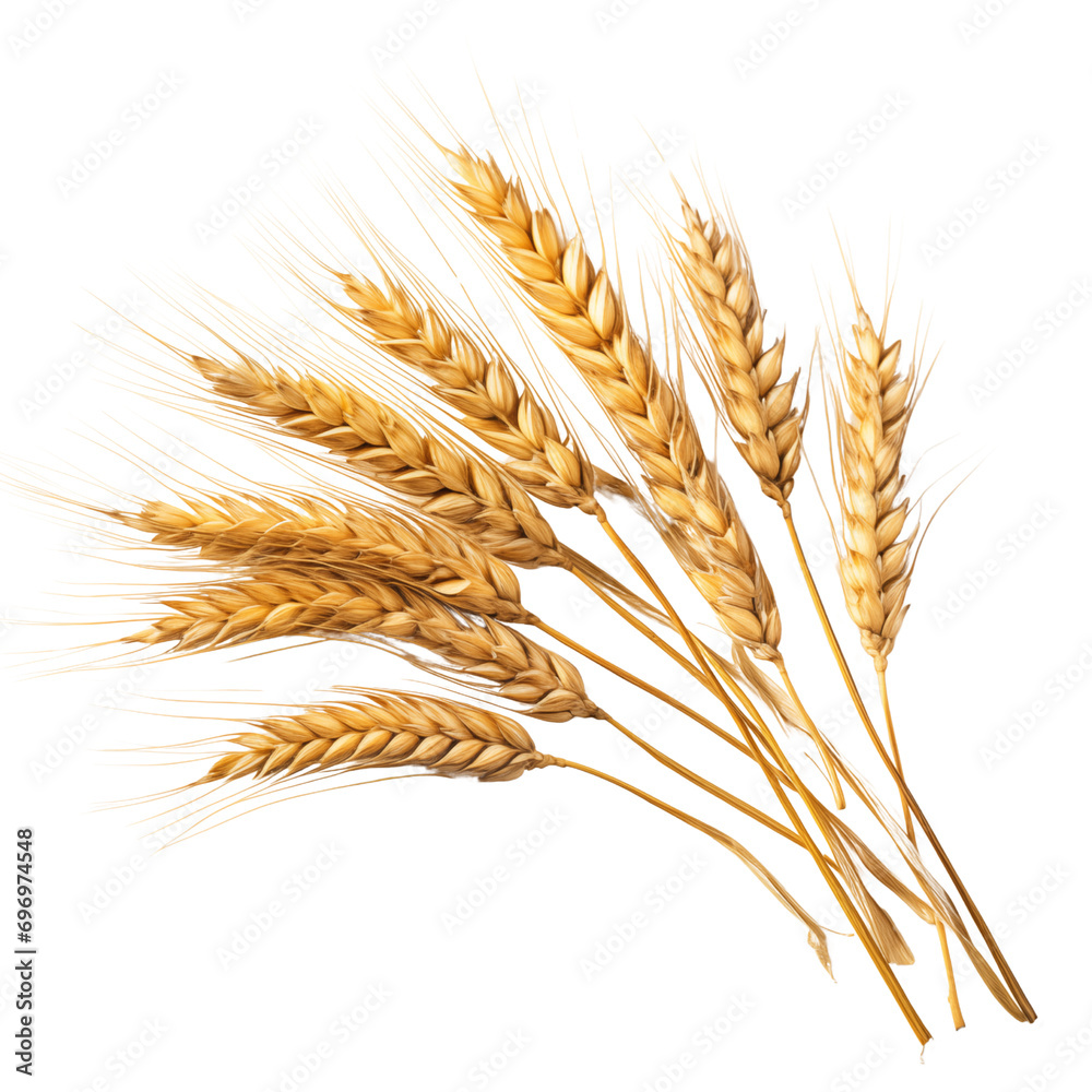 wheat wheat
