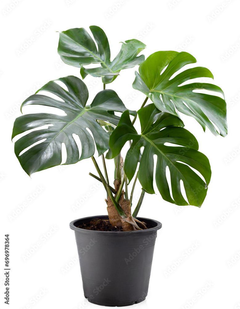 Philodendron Monstera im topf im topf isoliert auf weißen Hintergrund, Freisteller Philodendron Monstera im topf im topf isoliert auf weißen Hintergrund, Freisteller