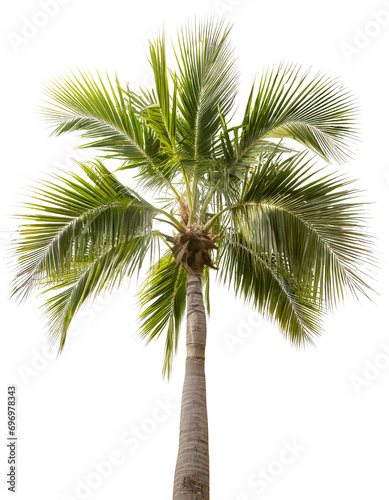 Palme isoliert auf weißem Hintergrund, Freisteller