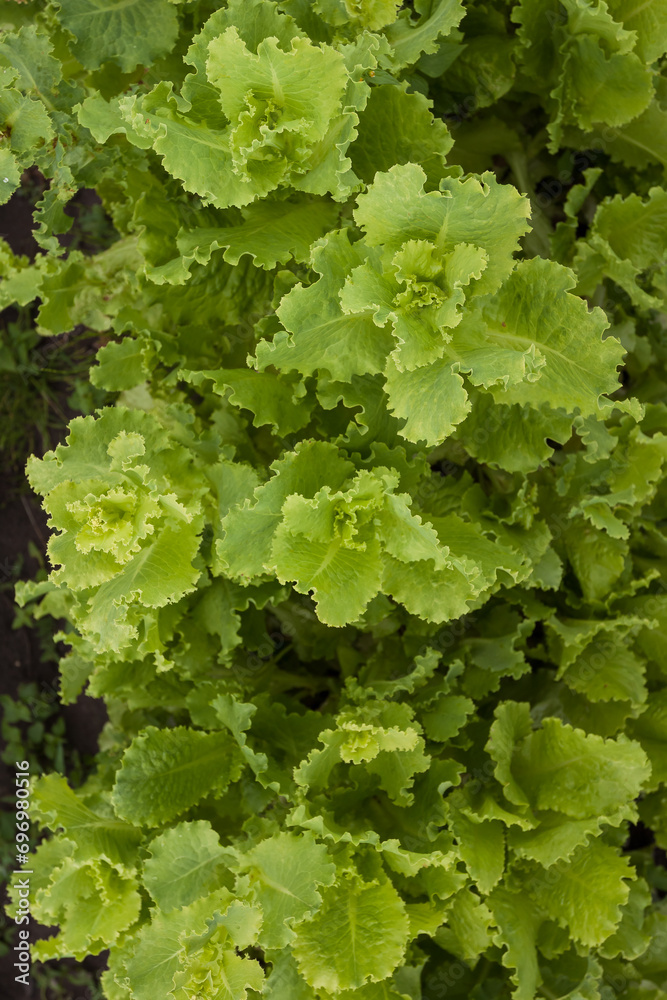 Fototapeta premium Garden with lush green salad. Fresh green salad. Top view