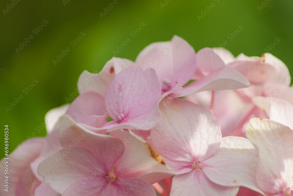 Hydrangea Flowers close up. Small depth of field Hydrangea Flowers close up. Small depth of field