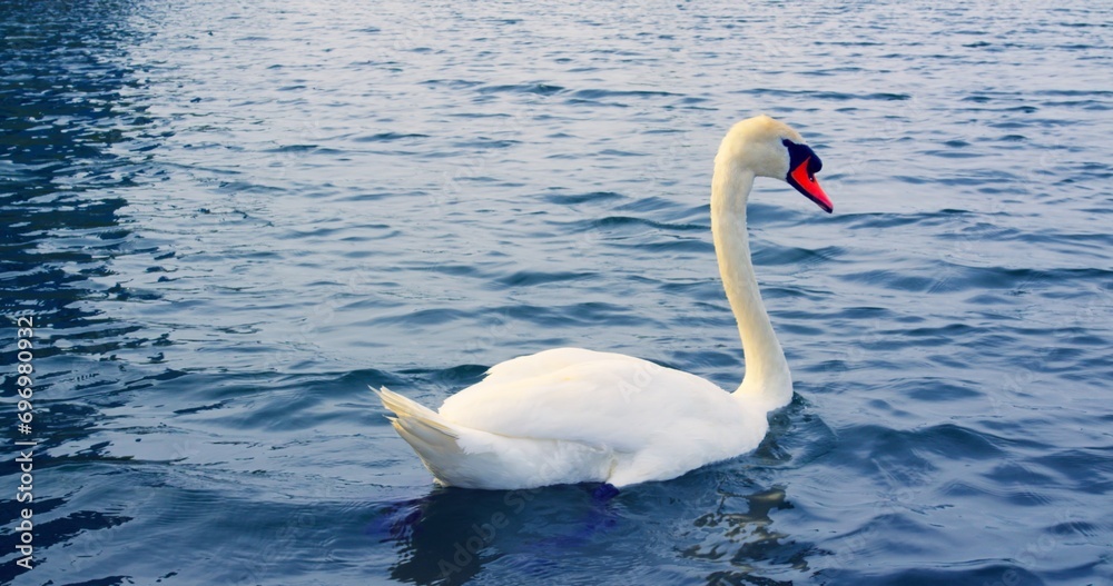 Lake's majestic beauty captured with swan swimming close-up cinematic view. Swan enhances lake's natural splendor Serene lake graceful swan picturesque moment of nature's epic allure. Lake's majestic beauty captured with swan swimming close-up cinematic view. Swan enhances lake's natural splendor Serene lake graceful swan picturesque moment of nature's epic allure.