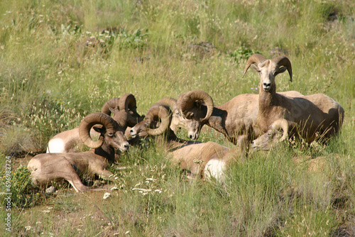 herd of wild mountain big horn sheep at Pittsburg Landing at the Snake River Gateway to Hells Canyon Idaho and Oregon