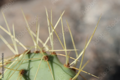 kaktus opuncja Opuntia chisoensis © Perovskia
