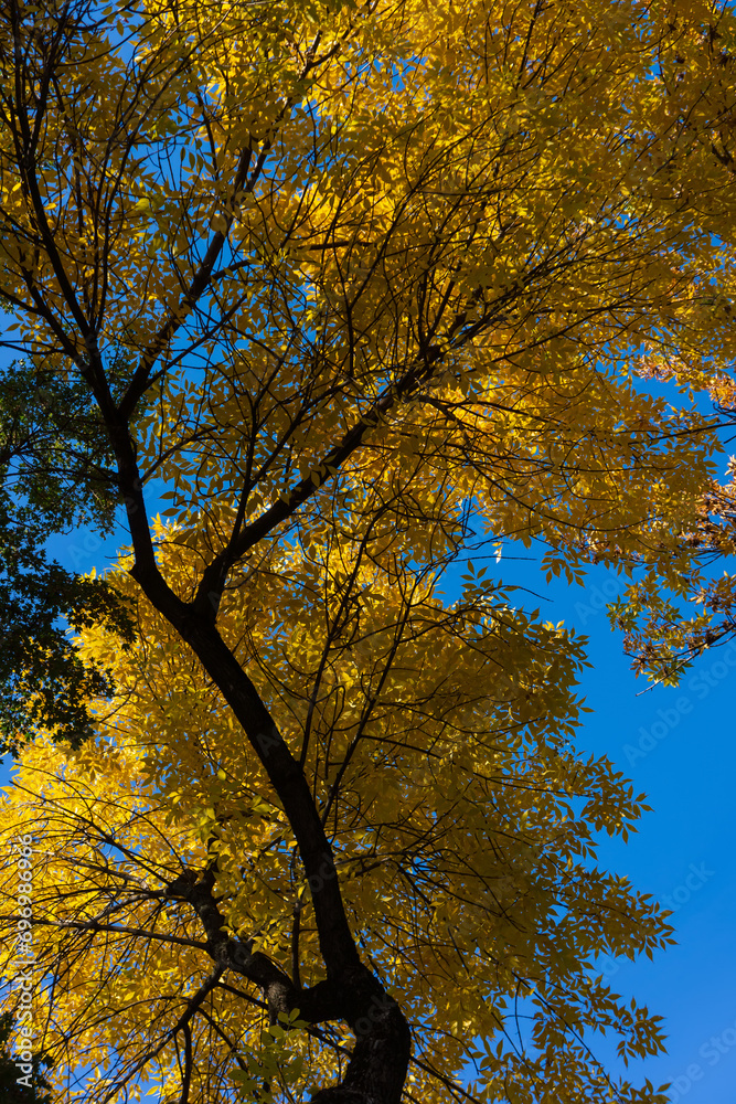 Dark tree branch with bright yellow autumn foliage against the sky.
