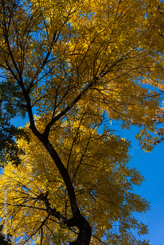 Dark tree branch with bright yellow autumn foliage against the sky.