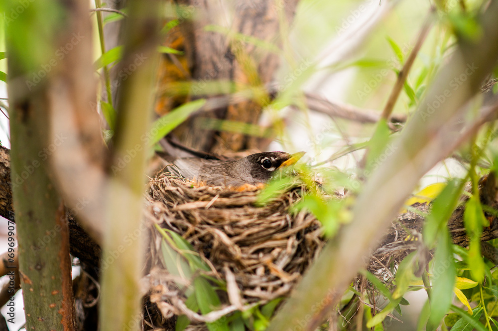 Obraz premium bird in the nest