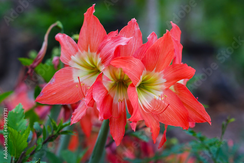 Bright orange hippeastrum flowers in the garden © ARIYA