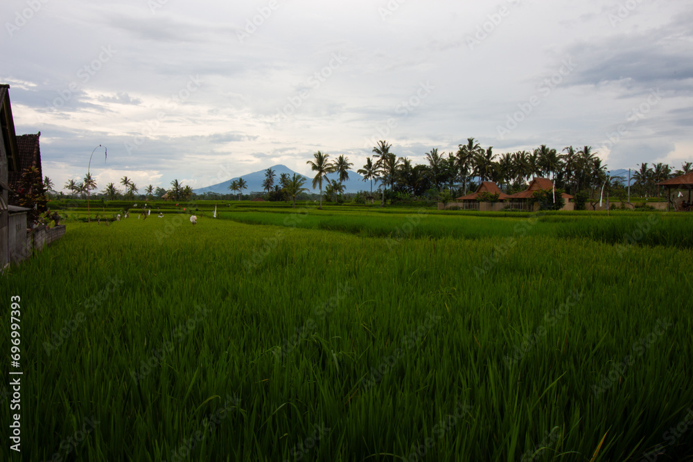 Lush green rice fields with a backdrop of distant mountains and cloudy skies Lush green rice fields with a backdrop of distant mountains and cloudy skies