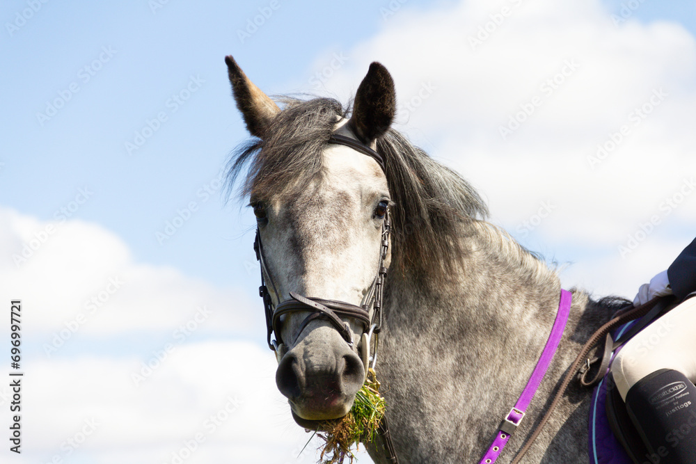 Fototapeta premium Close up head shot of dapple grey horse set against the sky.