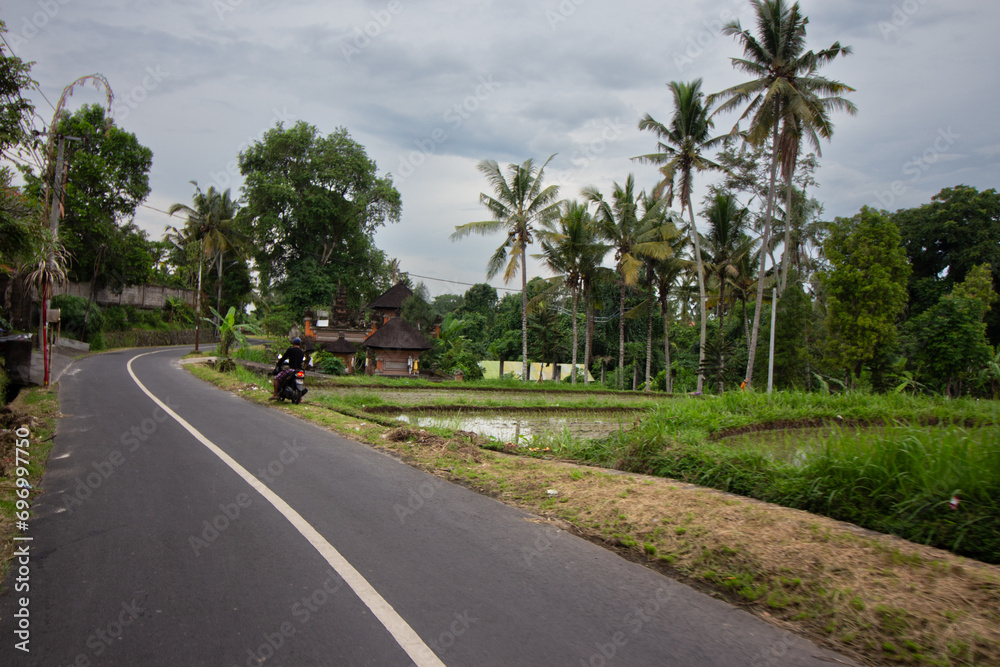 A motorcyclist riding on a rural road amidst lush greenery and rice fields