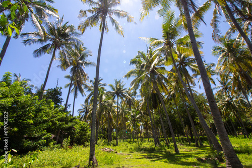 Tropical palm trees towering under a clear blue sky