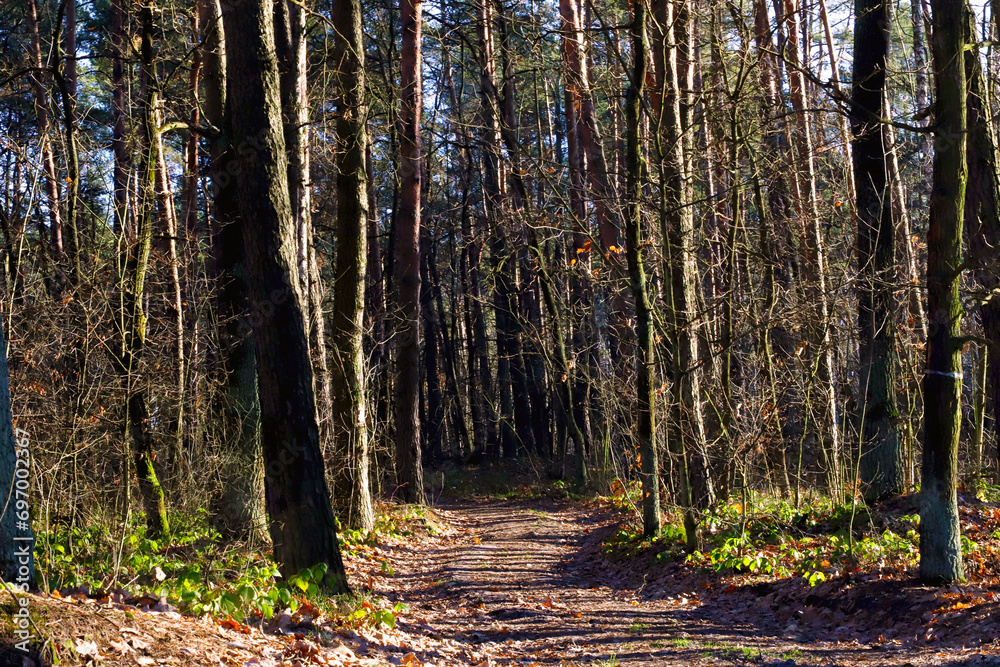 photography of nature and relaxation in the forest photography of nature and relaxation in the forest