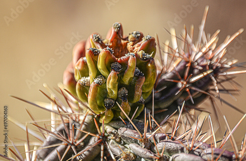  Cactácea, Sta Fe, Nuevo Mexico photo