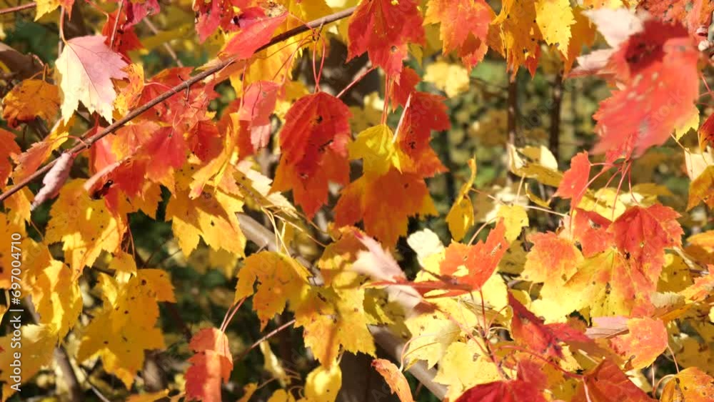 The maple leaves fluttering in the wind during autumn. The maple leaves fluttering in the wind during autumn.