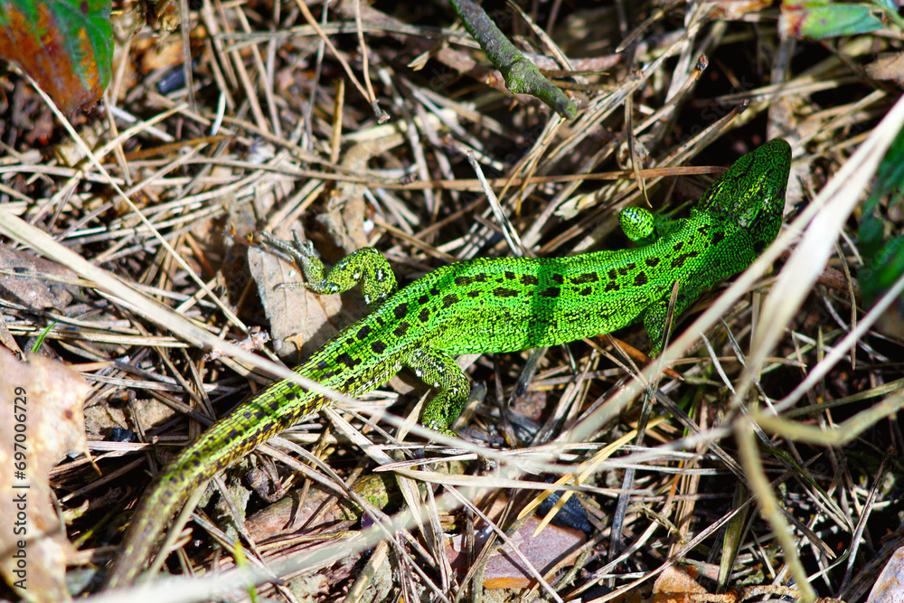 lizard on the grass lizard on the grass