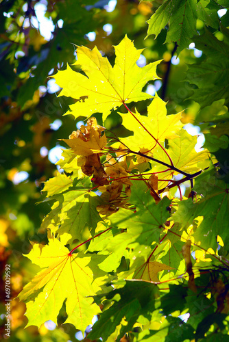 yellow maple leaves