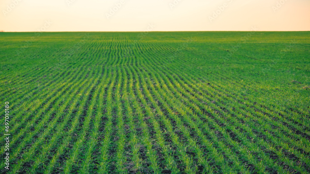 Winter crops in the field, in the horizon, greenery, autumn, sunset time