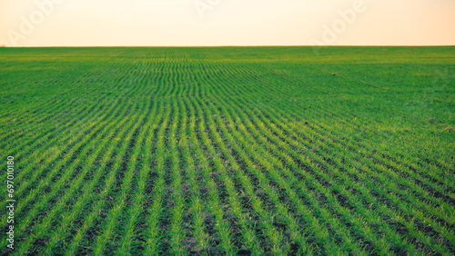 Winter crops in the field, in the horizon, greenery, autumn, sunset time (ID: 697010180)