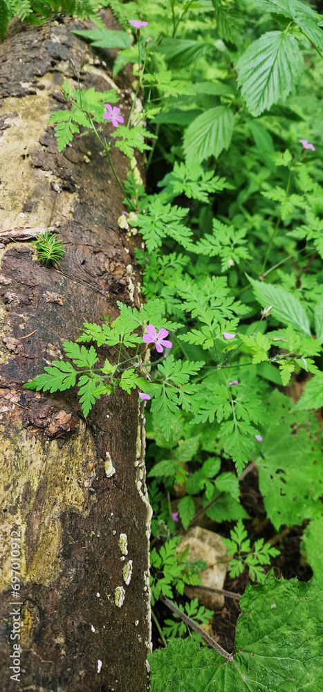 Small purple flowers on the wood Small purple flowers on the wood