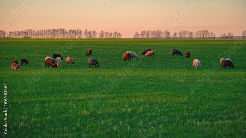 Sheep in the field, winter crops, greenery, horizon, sunset time, landing