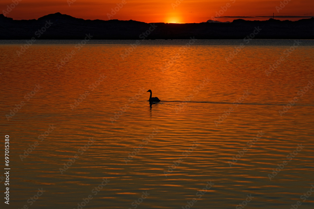 A view of a swan in the sunset and in the waters connected to the open sea. Eggum, Lofoten. Norway