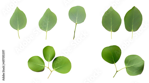 Set of green eucalyptus leaves isolated on transparent background.