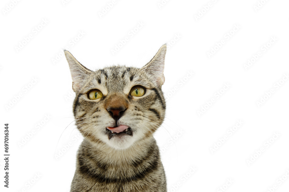 Portrait hungry tabby cat lying licking its lips with tongue. Isolated on white background