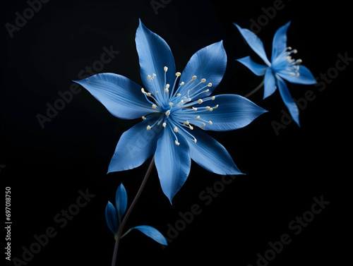 Bluestar flower in studio background, single bluestar flower, Beautiful flower, ai generated image photo