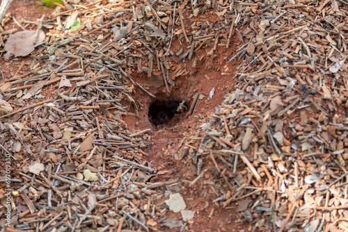 Anthill on the dirt floor in selective focus