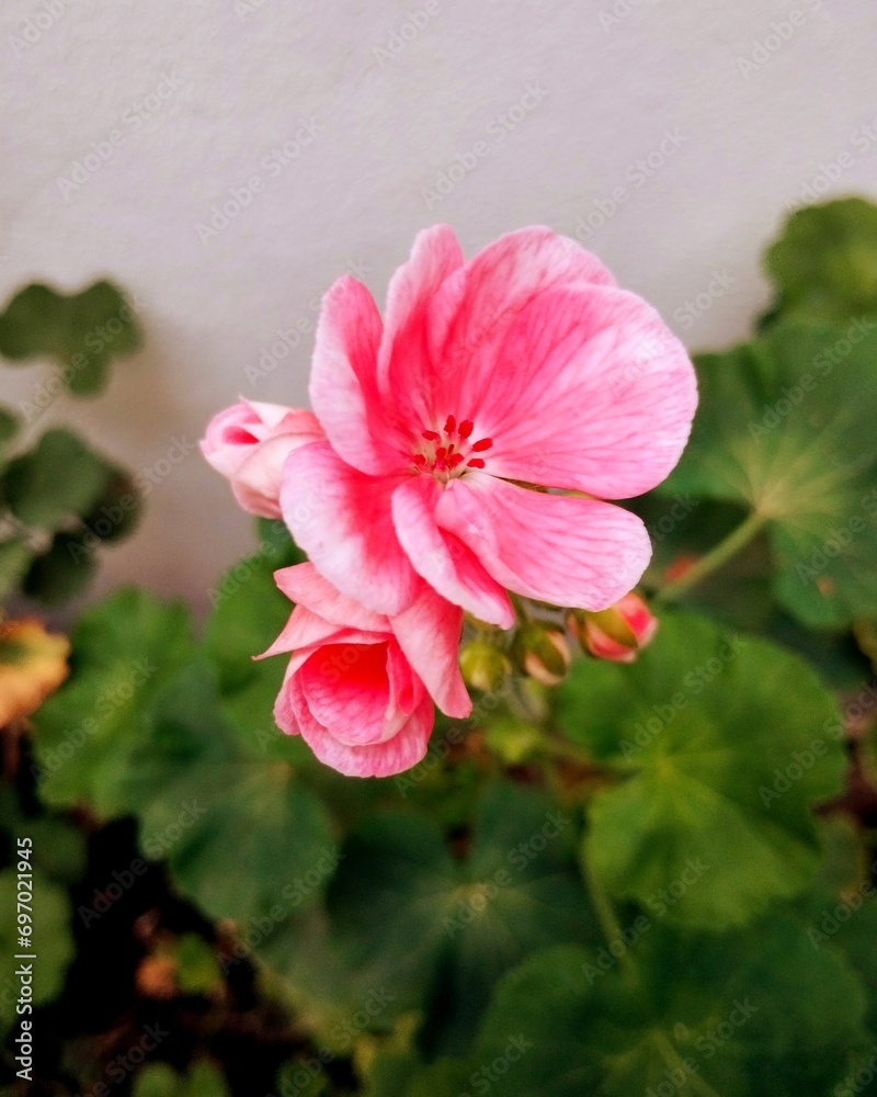 Obraz premium Murciana rosa