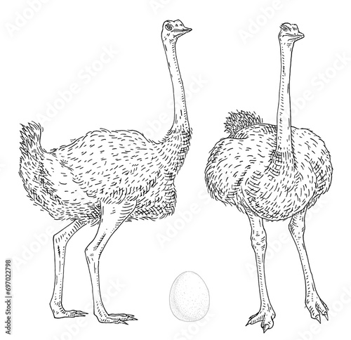 Standing ostrich with egg. Front and side view. Vintage engraving black