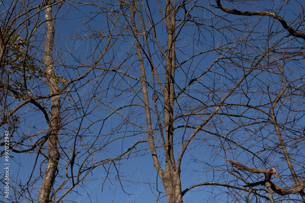 The look of these pretty brown limbs stretching into the sky is quite stunning. The branches with no leaves due to the winter season look like skeletal remains. The look of these pretty brown limbs stretching into the sky is quite stunning. The branches with no leaves due to the winter season look like skeletal remains.