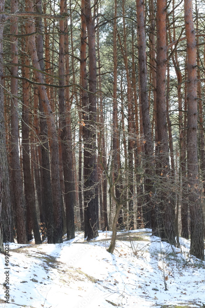 Naklejka premium forest in winter