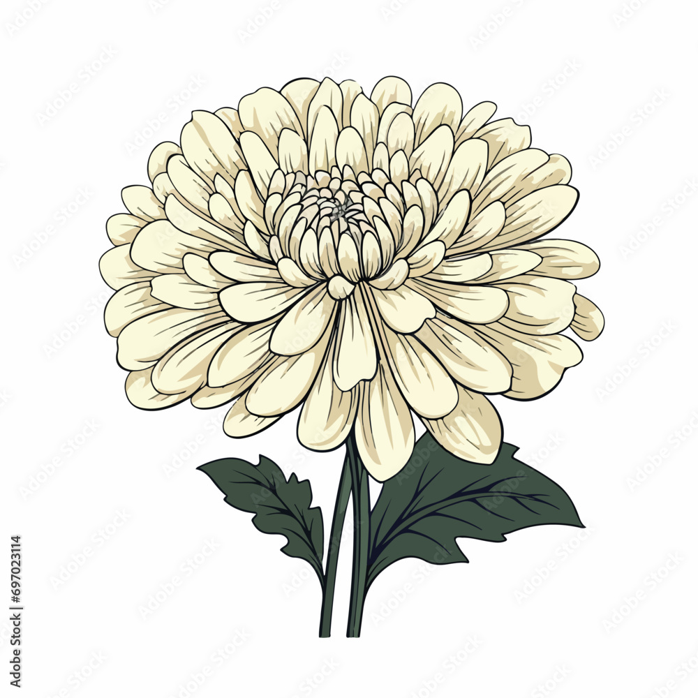 Chrysanthemum flat vector illustration. Chrysanthemum cartoon hand drawing isolated vector illustration.