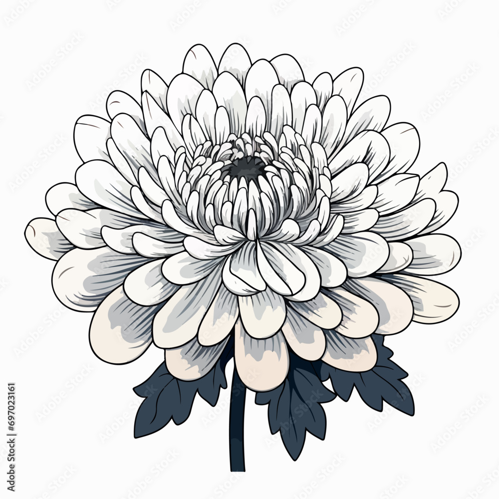 Chrysanthemum flat vector illustration. Chrysanthemum cartoon hand drawing isolated vector illustration.