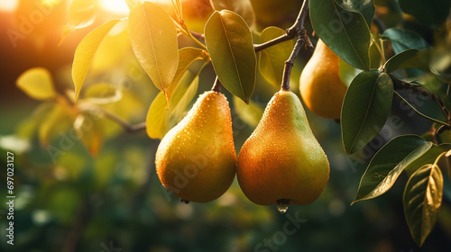 Branch of ripe organic cultivar of pears close-up in the summer garden.Generative AI photo
