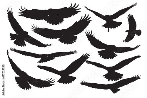 Vector birds of prey with different amazing flight images. White background. photo