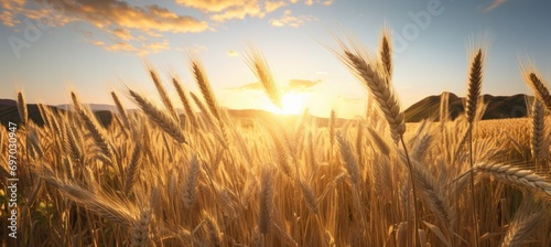 beautiful golden wheat in field at sunset
