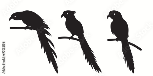 Quetzal silhouettes and icons. Black flat color simple elegant white background Quetzal birds vector and illustration.