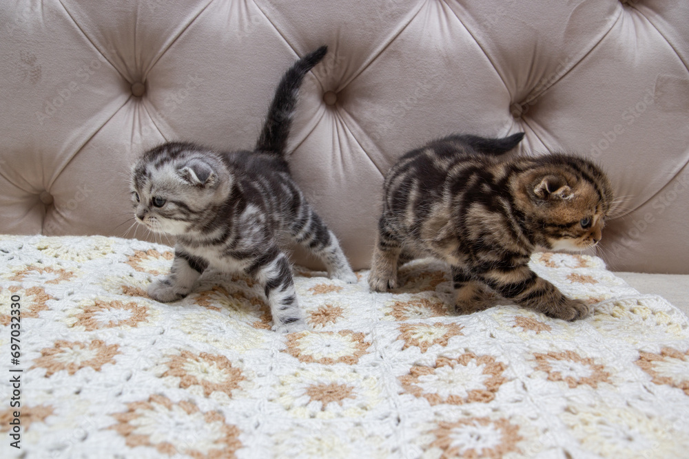 striped scottish fold kittens on the bed, portrait of little kittens