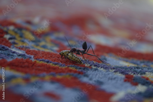 Photography of an ant