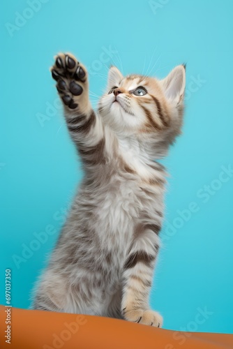 a kitten reaches up with its paw © haallArt