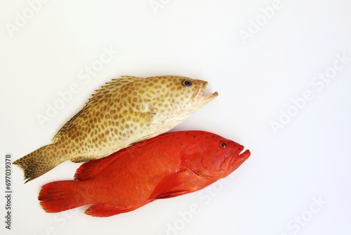 Foto Areolate grouper ,blue-spotted seabass, yellow-spotted grouper, marine ray-finne