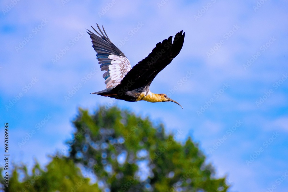 Obraz premium Pajaro